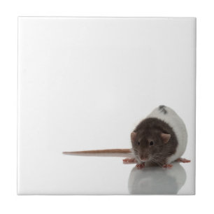 Carreau Rat