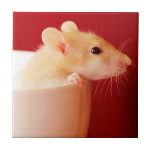 Carreau Rat de bébé (Devant)