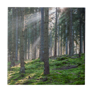 Carreau Rayons de soleil dans la Forêt-Noire