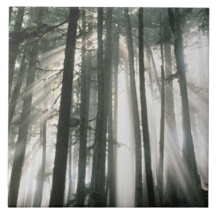 Carreau Rayons de soleil filtrant à travers les arbres, Mo