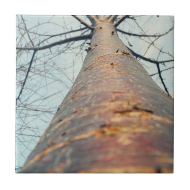 Carreau Recherche d'un arbre (Devant)