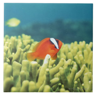 Carreau Récif coralien coulant avec les poissons tropicau