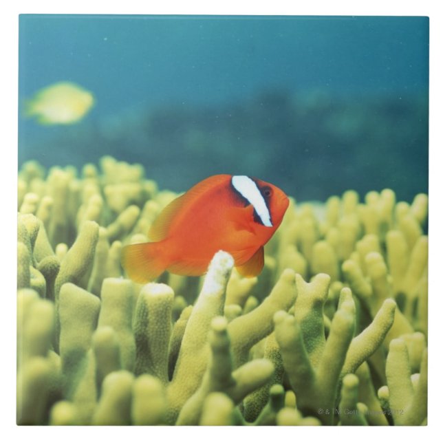 Carreau Récif coralien coulant avec les poissons tropicaux (Devant)