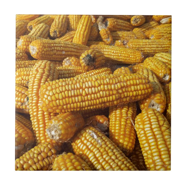 Carreau Récolte de maïs (Devant)