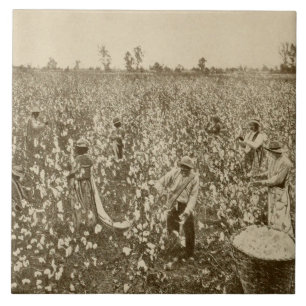 Carreau Récolte du coton dans le sud des États-Unis photog