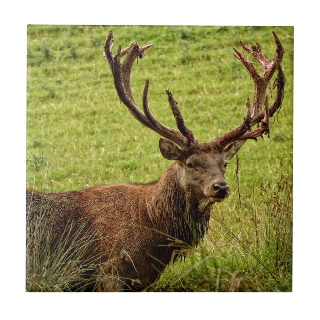 Carreau Red Deer Stag (Devant)