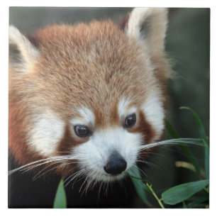 Carreau Red Panda, Zoo de Taronga, Sydney, Australie
