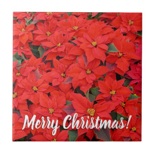 Carreau Red Poinsettias I Christmas Holiday Floral Photo