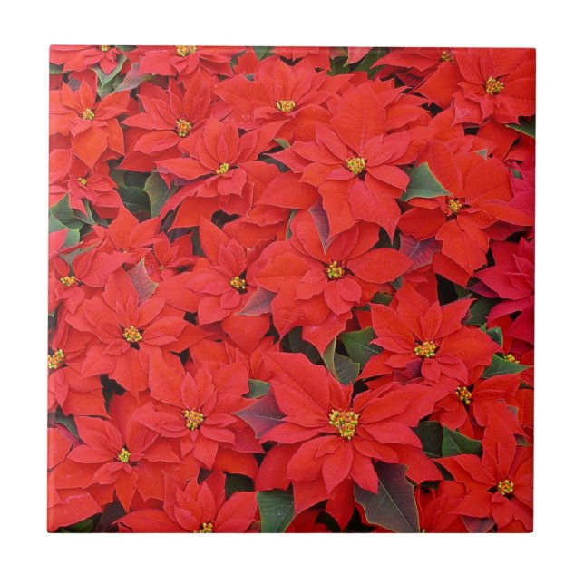Carreau Red Poinsettias I Christmas Holiday Floral Photo (Devant)