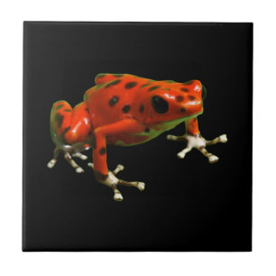 Carreau Red Poison Dart Frog