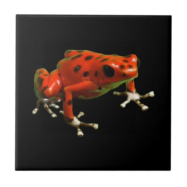 Carreau Red Poison Dart Frog (Devant)