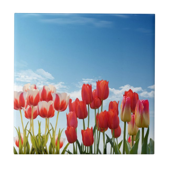 Carreau Red Tulip Flowers (Devant)