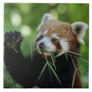Carreau RedPanda 002