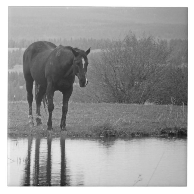 Carreau Reflectionz calme ~ Horse Photo Tile (Devant)