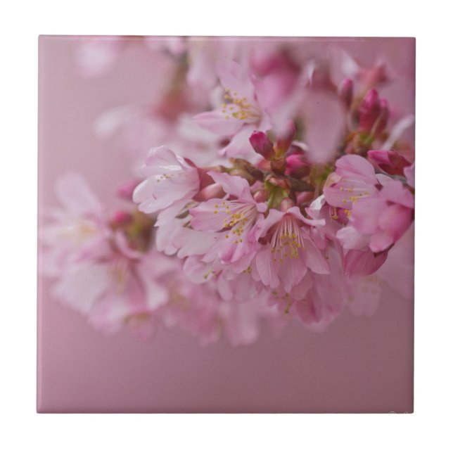 Carreau Reflets Rose Pâle des Fleurs de Cerisier Sakura (Devant)