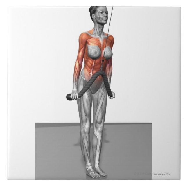 Carreau Refoulements de triceps (Devant)