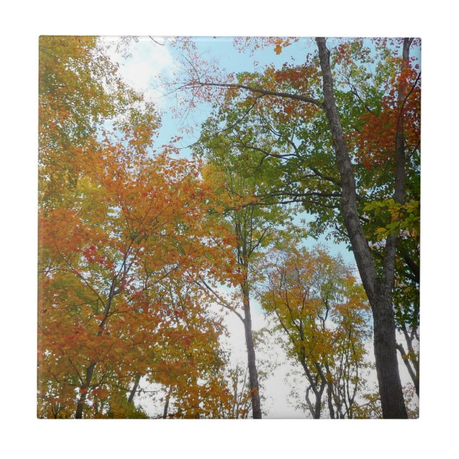 Carreau Regardant vers le haut les feuilles d'automne I Fe (Devant)