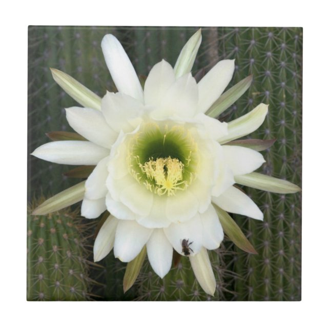 Carreau Reine de la Fleur de Cactus de Nuit, Région du Kar (Devant)