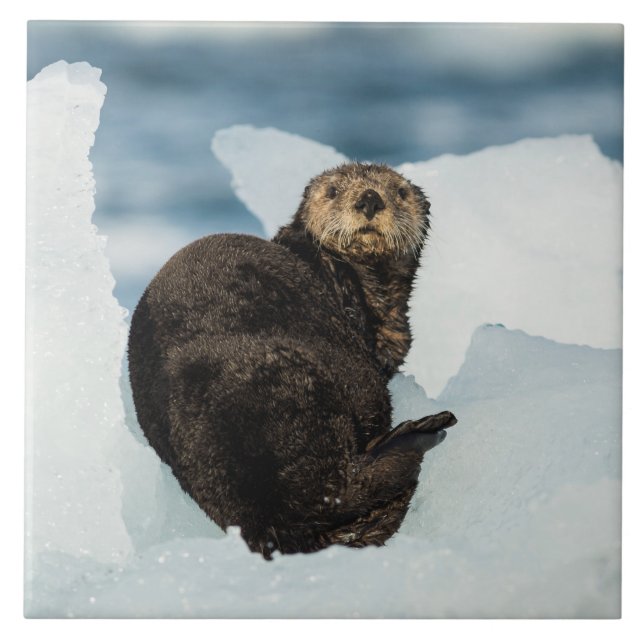 Carreau Remise de la Loure de mer (Devant)