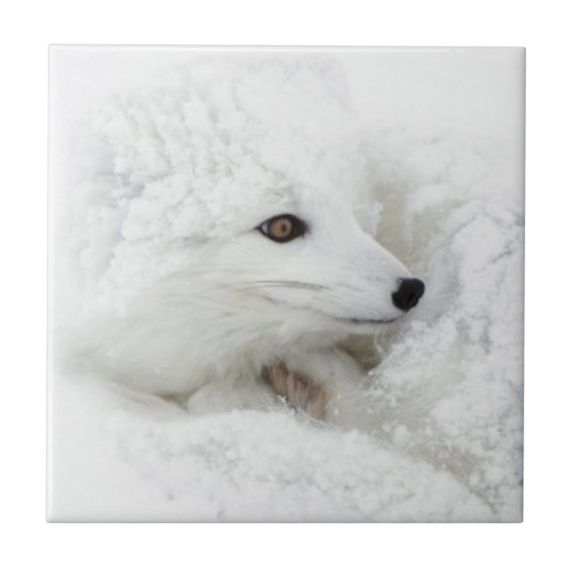 Carreau Renard arctique recroquevillé en hiver (Devant)