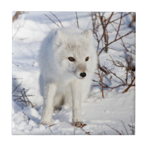 Carreau Renard arctique, zone de gestion de la faune de Ch
