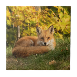 Carreau Renard d'automne