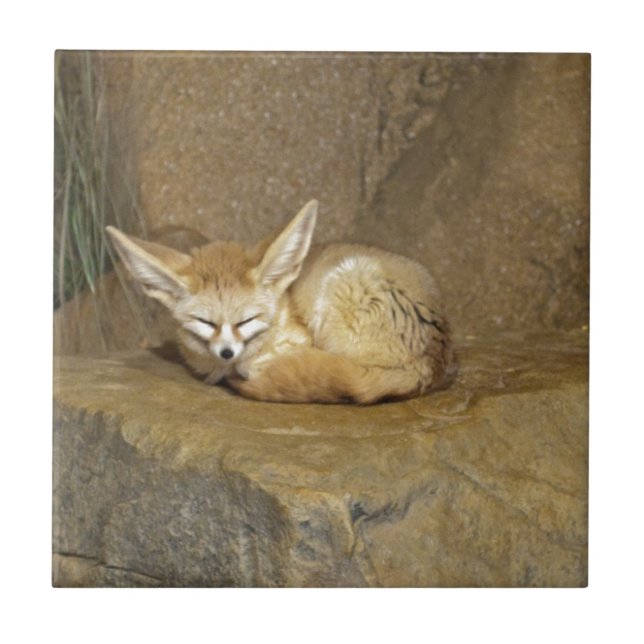 Carreau renard de fennec (Devant)