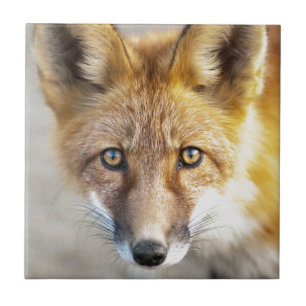 Carreau Renard rouge, gros plan