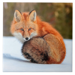 Carreau Renard roux dans la neige Yukon
