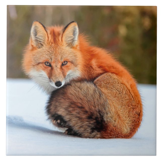 Carreau Renard roux dans la neige | Yukon (Devant)