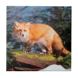 Carreau Renard roux sur un rondin