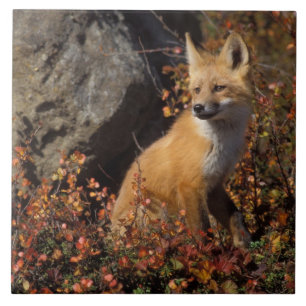 Carreau renard roux, Vulpes vulpes