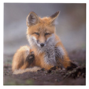 Carreau renard roux, Vulpes vulpes, petit se grattant,