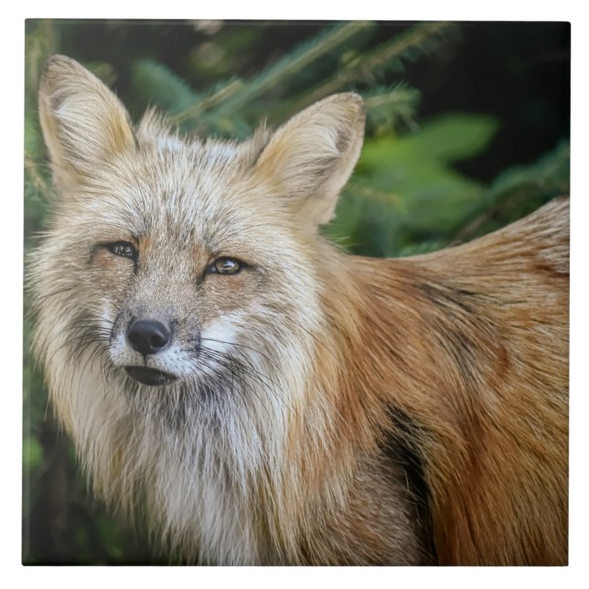 Carreau Renard sauvage (Devant)