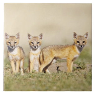 Carreau Renard swift (Vulpes macrotis) jeune au terrier, 3