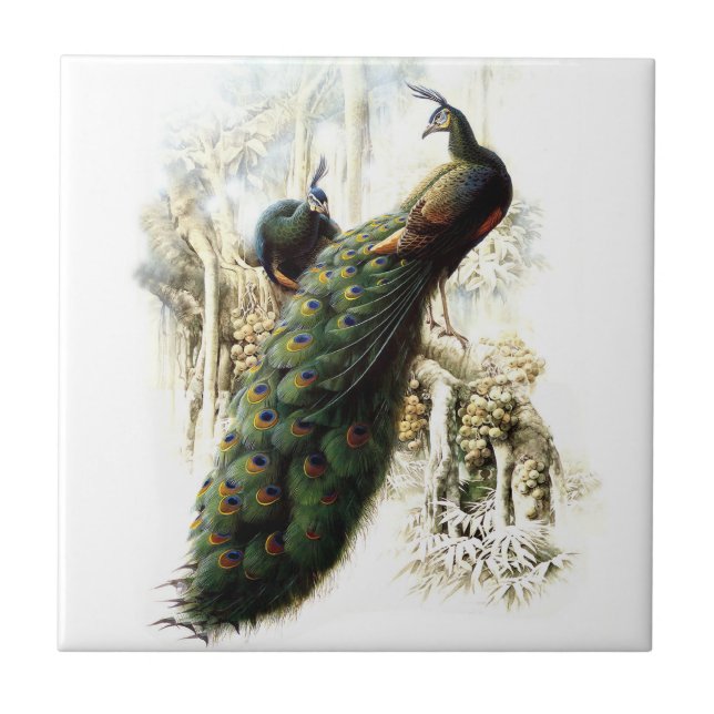 Carreau Repose des Peacocks (Devant)