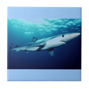 Carreau Requin bleu