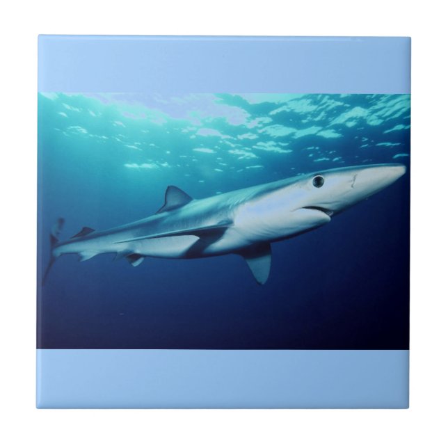 Carreau Requin bleu (Devant)