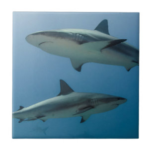 Carreau Requin de récif des Caraïbes