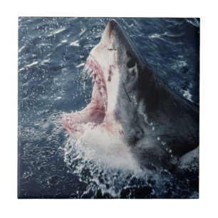 Carreau Requin élevé bouche ouverte