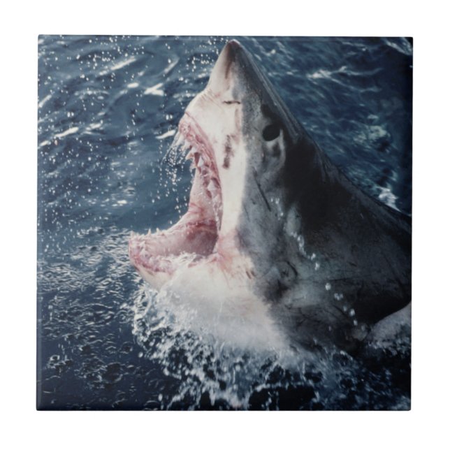 Carreau Requin élevé bouche ouverte (Devant)