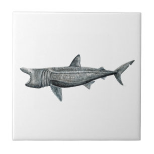 Carreau Requin pèlerin
