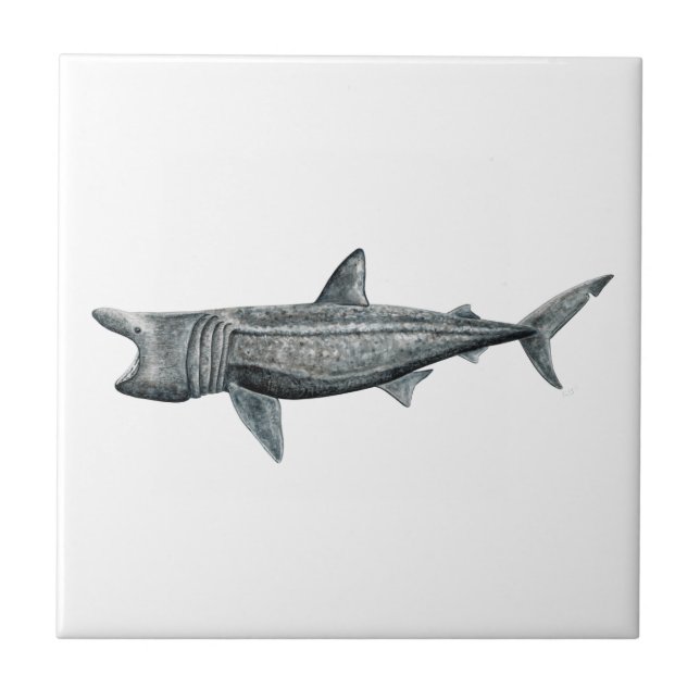 Carreau Requin pèlerin (Devant)