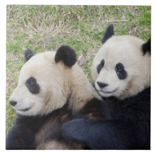 Carreau Réserve de Wolong, Chine, Panda géant faisant un c