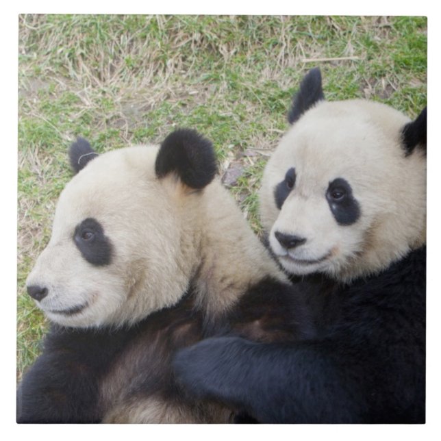 Carreau Réserve de Wolong, Chine, Panda géant faisant un c (Devant)