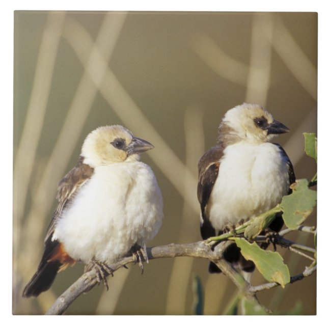 Carreau Réserve nationale du Kenya, Samburu (Devant)