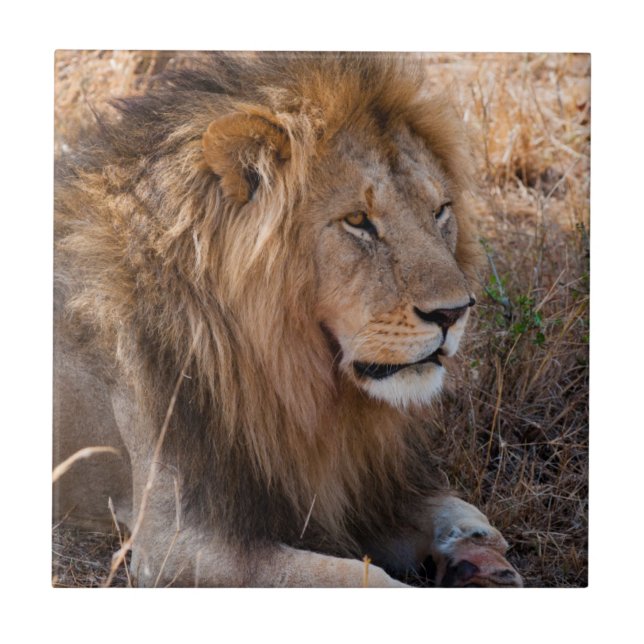 Carreau Réserve nationale du Lion Massai Mara, Kenya (Devant)