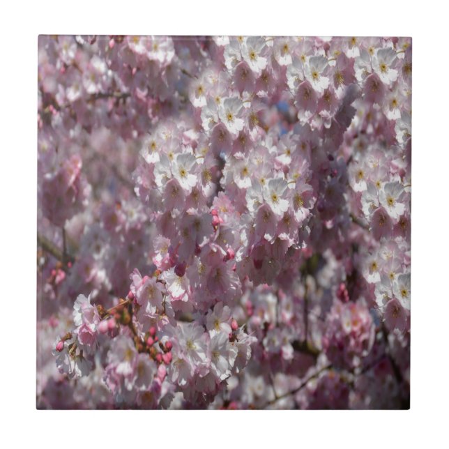 Carreau Ressort en rose (Devant)