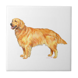 Carreau Retriever doré