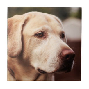 Carreau Retriever du Labrador